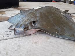 Image result for Rhinoptera brasiliensis