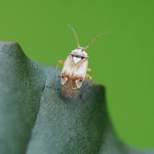 Attēlu rezultāti vaicājumam “Lygus pratensis”