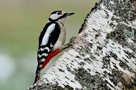 Attēlu rezultāti vaicājumam “Dendrocopos major male”