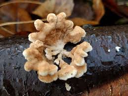 Attēlu rezultāti vaicājumam “Plicaturopsis crispa”