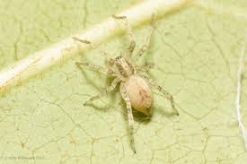 Attēlu rezultāti vaicājumam “Anyphaena accentuata male”