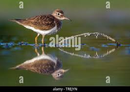 Attēlu rezultāti vaicājumam “Actitis hypoleucos adult”
