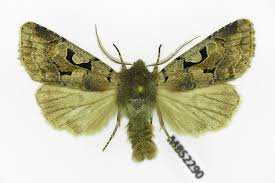 Attēlu rezultāti vaicājumam “Orthosia gothica”