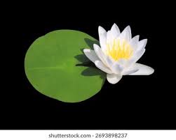 Attēlu rezultāti vaicājumam “Lotus sp. flower”