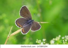 Attēlu rezultāti vaicājumam “Plebejus argyrognomon”