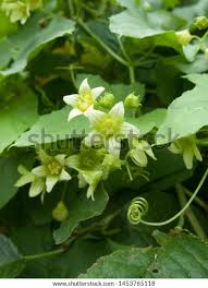 Attēlu rezultāti vaicājumam “Bryonia alba”