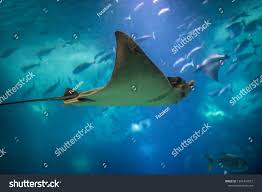 Image result for Aetomylaeus bovinus