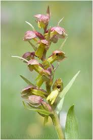 Attēlu rezultāti vaicājumam “Coeloglossum viride leaf”
