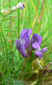 Attēlu rezultāti vaicājumam “Astragalus danicus flower”