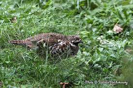 Attēlu rezultāti vaicājumam “Tetrastes bonasia”