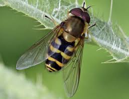 Attēlu rezultāti vaicājumam “Syrphus sp. imago”