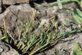 Attēlu rezultāti vaicājumam “Juncus nastanthus”