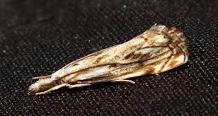 Attēlu rezultāti vaicājumam “Catoptria falsella”