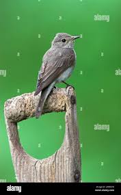 Attēlu rezultāti vaicājumam “Muscicapa striata adult”