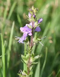 Attēlu rezultāti vaicājumam “Veronica officinalis”