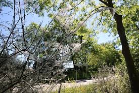 Attēlu rezultāti vaicājumam “Yponomeuta evonymella imago”