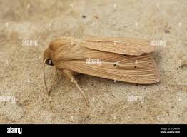 Attēlu rezultāti vaicājumam “Mythimna impura”