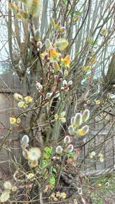 Attēlu rezultāti vaicājumam “Salix caprea fruit”