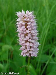 Attēlu rezultāti vaicājumam “Bistorta major flower”