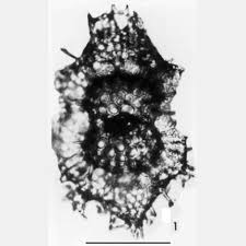 Attēlu rezultāti vaicājumam “Diderma radiatum sessile”