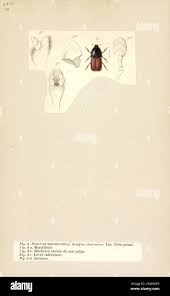 Attēlu rezultāti vaicājumam “Scolytus scolytus, Scolytus multistriatus”