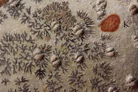 Attēlu rezultāti vaicājumam “Phaeographis dendritica”