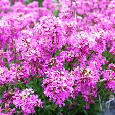 Image result for Pechnelke