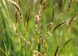 Attēlu rezultāti vaicājumam “Anthoxanthum odoratum fruit”