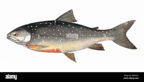 Image result for Salvelinus alpinus oquassa