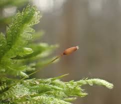 Attēlu rezultāti vaicājumam “Neckera crispa”