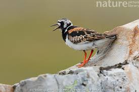 Attēlu rezultāti vaicājumam “Arenaria interpres”