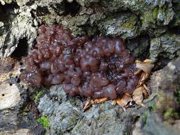 Attēlu rezultāti vaicājumam “Ascotremella faginea”