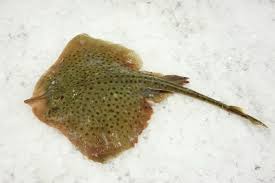 Image result for Raja montagui