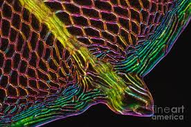 Attēlu rezultāti vaicājumam “Cinclidium stygium”