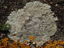 Attēlu rezultāti vaicājumam “Lecanora muralis”