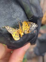 Attēlu rezultāti vaicājumam “Arichanna melanaria”