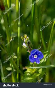 Attēlu rezultāti vaicājumam “Veronica agrestis flower”