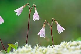 Attēlu rezultāti vaicājumam “Linnaea borealis flower”