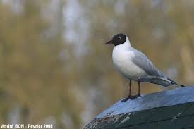 Attēlu rezultāti vaicājumam “Larus ridibundus adult”