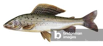 Image result for Thymallus thymallus