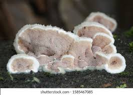 Attēlu rezultāti vaicājumam “Gloeoporus dichrous”