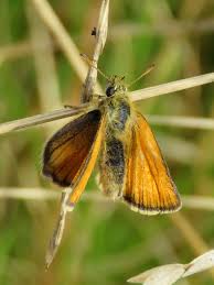 Attēlu rezultāti vaicājumam “Thymelicus lineola”