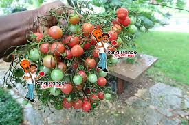 Afbeeldingsresultaat voor rose quartz tomato