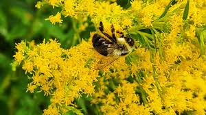 Attēlu rezultāti vaicājumam “Solidago canadensis flower”