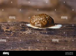 Attēlu rezultāti vaicājumam “Reticularia sp.”