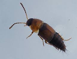 Attēlu rezultāti vaicājumam “Tachyporus sp.”
