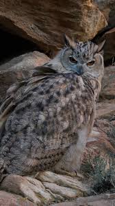 Attēlu rezultāti vaicājumam “Bubo bubo”