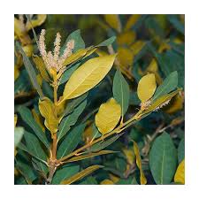 Attēlu rezultāti vaicājumam “Ophiotheca chrysosperma sessile”