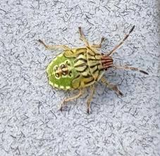 Attēlu rezultāti vaicājumam “Elasmucha grisea imago”