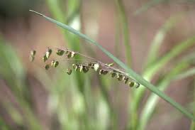 Attēlu rezultāti vaicājumam “Briza media fruit”